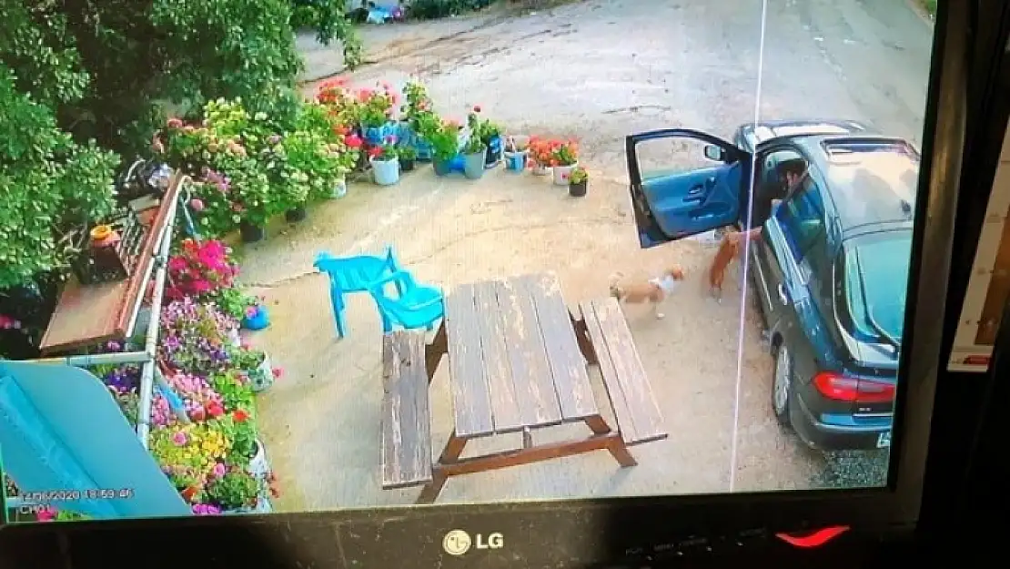 Muğla'da Bir Şahıs, Sevecekmiş Gibi Yanına Çağırdığı Köpeği Çaldı