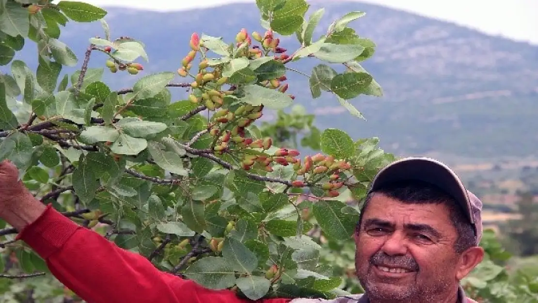 Muğla'da Hiçbir Bakım Yapılmayan Ağaçlar 30 Yıl Sonra Meyve Verdi!