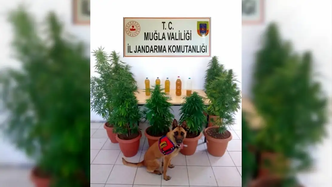 SEYDİKEMER'DE, JANDARMADAN UYUŞTURUCU VURGUNU