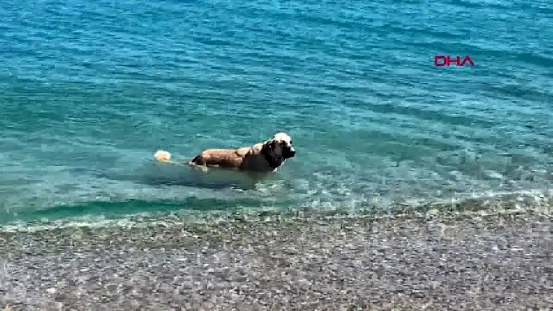 Sıcaktan Bunalınca Denize Girip Yüzen Köpek, Datça'da Turistlere Eşlik Ediyor