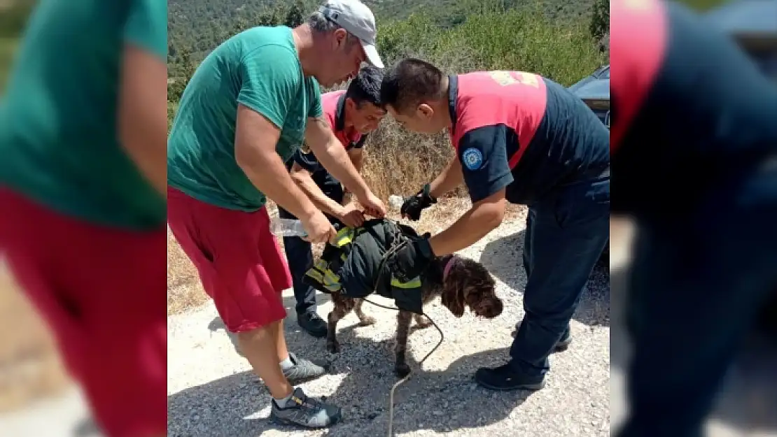 Uçurumdan Düşüp Ayağı Kırılan Av Köpeğini İtfaiye Eri Sırtında Taşıdı