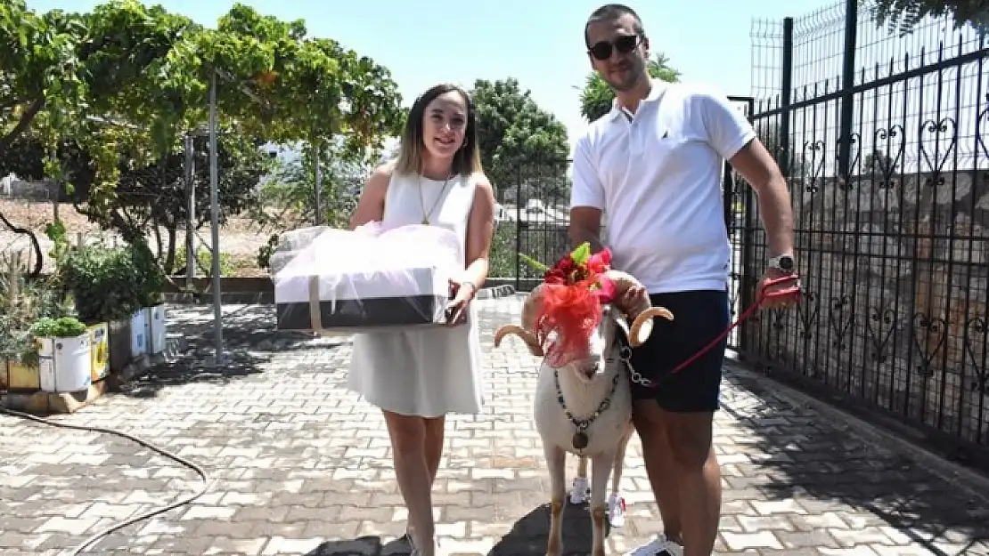 Bodrum'da 'Gelin Koçu' Geleneği Devam Ediyor
