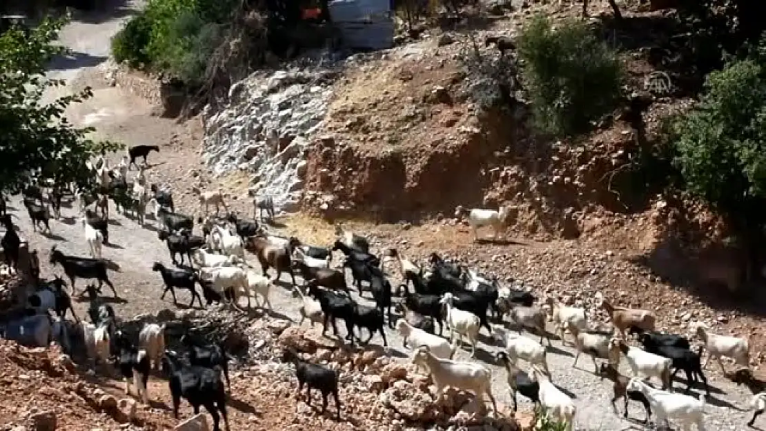 Bodrum Kurban Pazarında 'Tek Kullanımlık' İple Tokalaşılıyor