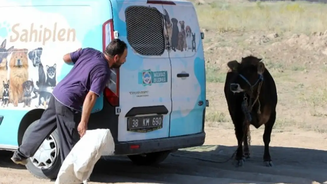 Kaçan Kurbanlığa 'Gel Kurban Olduğum' Diye Seslendi
