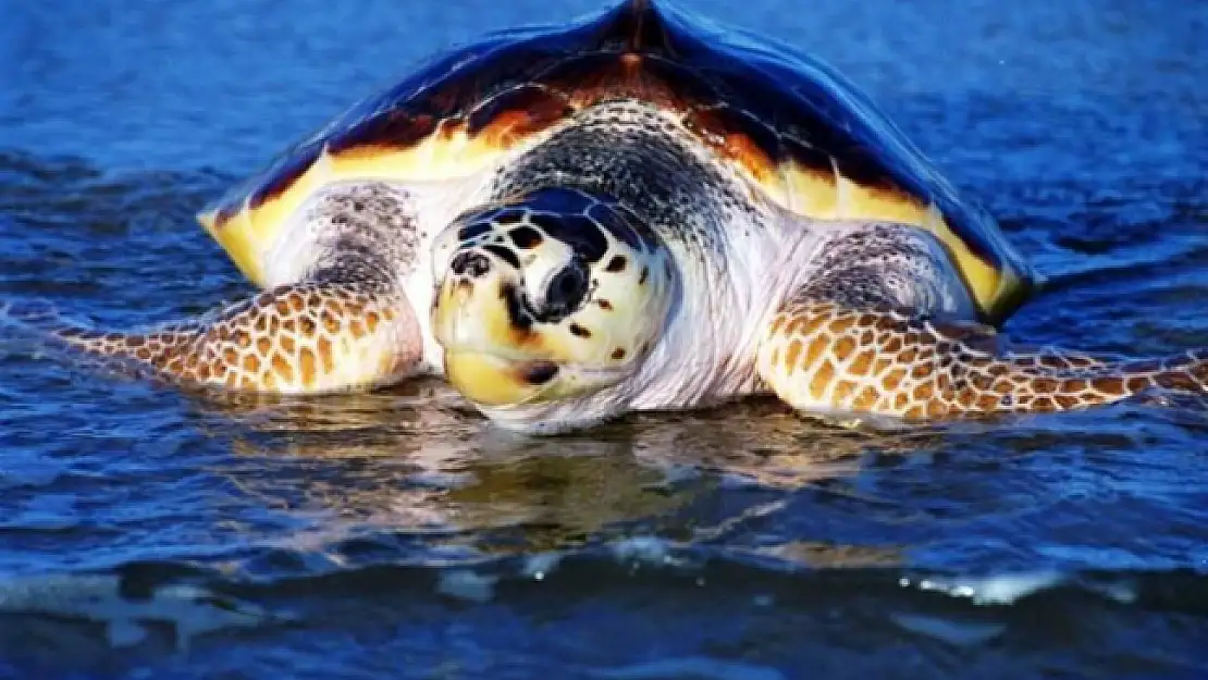 Kumsalda Yaralı Bulunan Caretta Caretta Tedaviye Alındı