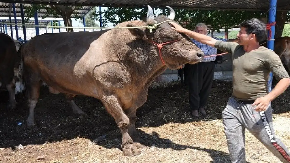 Milas Kurban Pazarının Gözdesi 'Şampiyon' Oldu