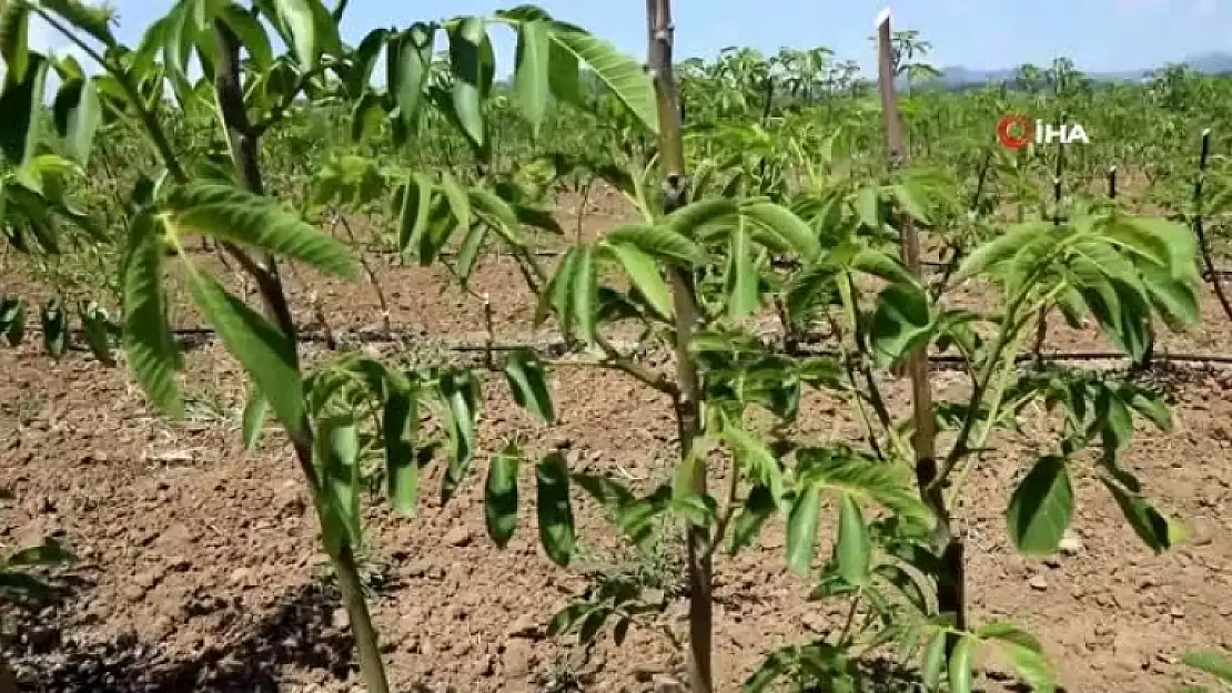 Muğla Büyükşehir Belediyesi'nden Çiftçilere Ceviz Fidanı Desteği