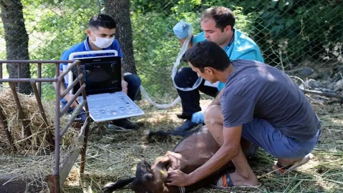 Muğla'da Kıl Keçilerine Ultrasonlu Muayene Yapılıyor