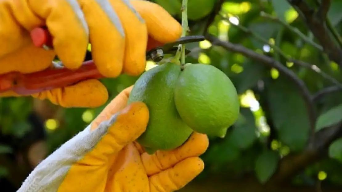 Ortaca'da Üretilen Limonun Rekoltesi Düştü