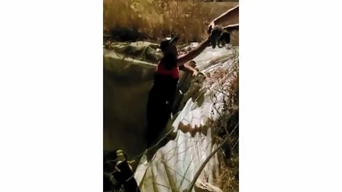 Seydikemer'de Havuza Düşen Köpek Yavruları Kurtarıldı