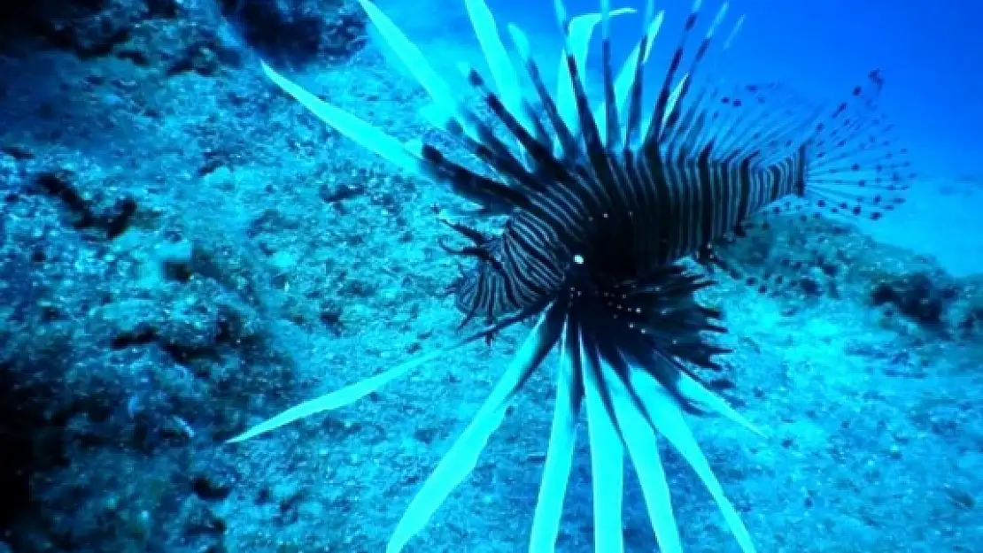 Denizlerin Korkulu Rüyası Bodrum'u İstila Etmeye Başladı