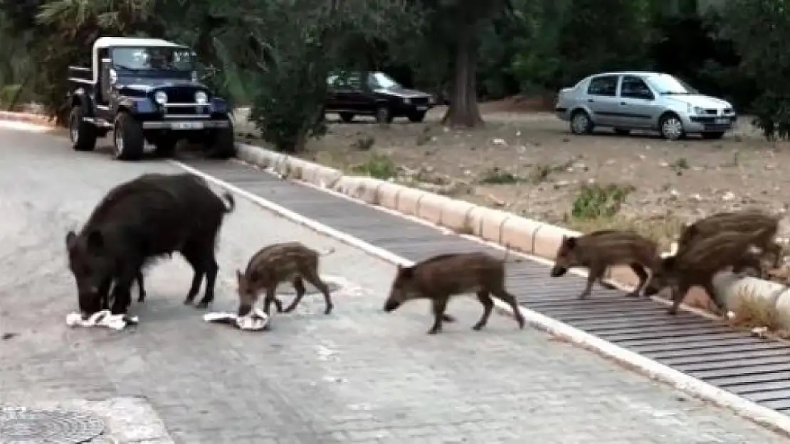 Domuzlar, Sürüler Halinde Marmaris Cadde ve Sokaklarında