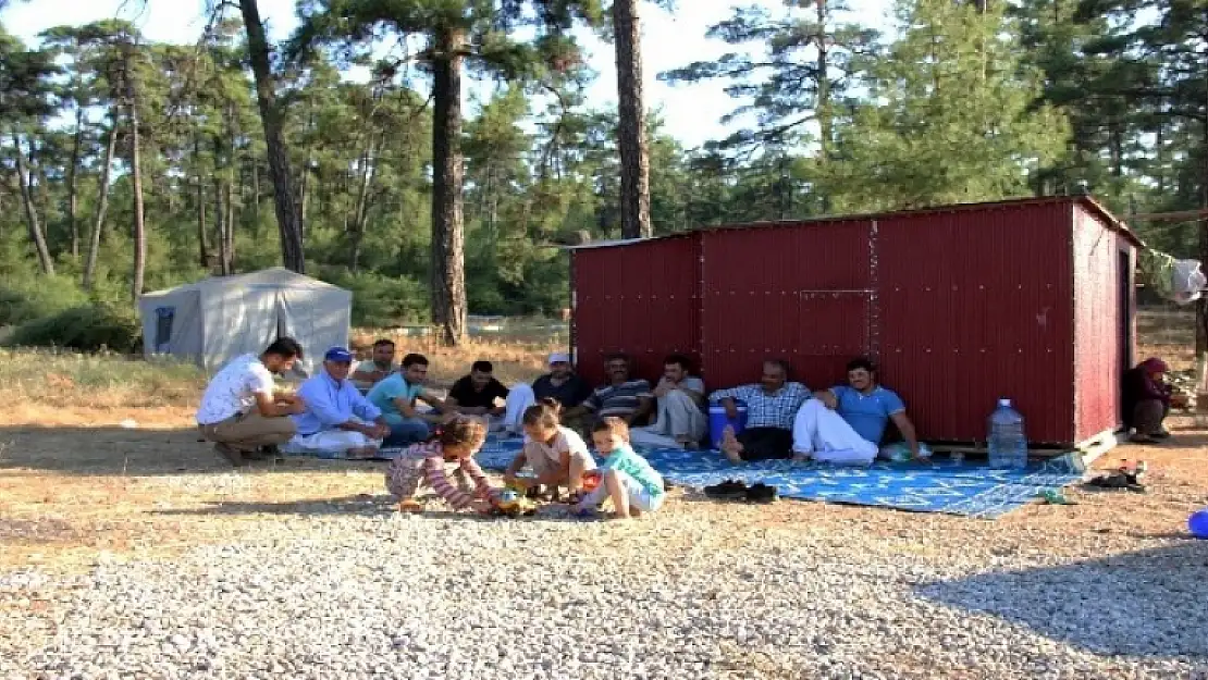 Gezgin Arıcılar Çam Balı için Muğla'ya Geliyor