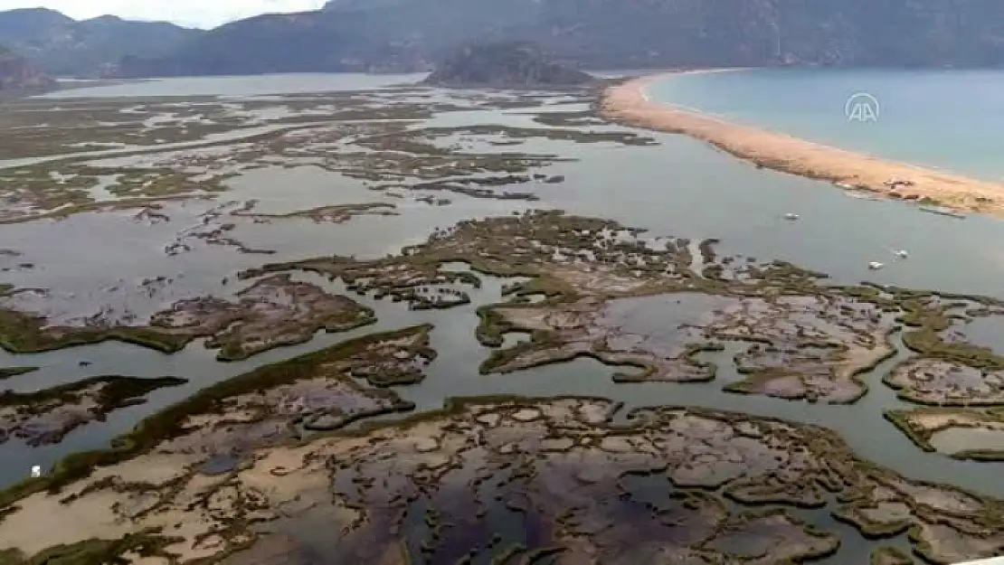 İztuzu Plajı Caretta Caretta Yuvası ve Yavru Çıkışında Rekor Kırdı