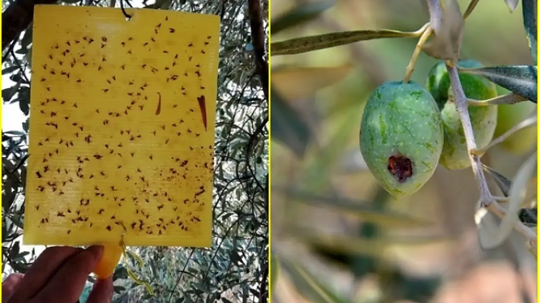 Milas İlçe Tarım ve Orman Müdürü Arslan'dan Zeytin Sineği Uyarısı