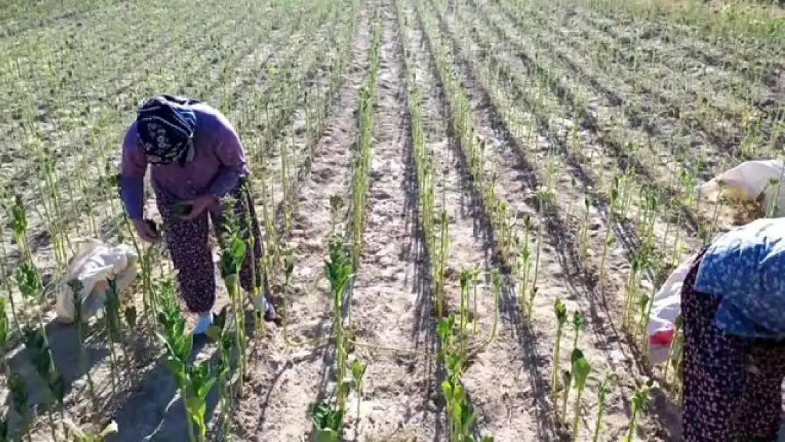 Muğla'da Kadınların Tütün Hasadı Mesaisi Başladı