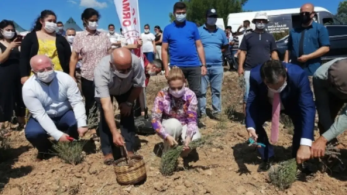 Muğla'da Lavanta Hasat Şenliği Yapıldı