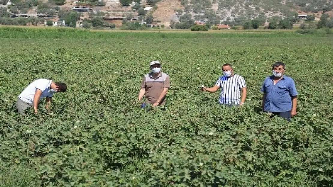 Muğlalı Çiftçiler Beyaz Altından Umutlu