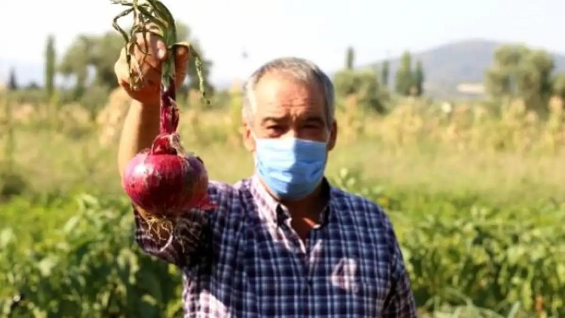 Yatağan'da Üretilen 736 Gramlık Soğan Şaşırttı