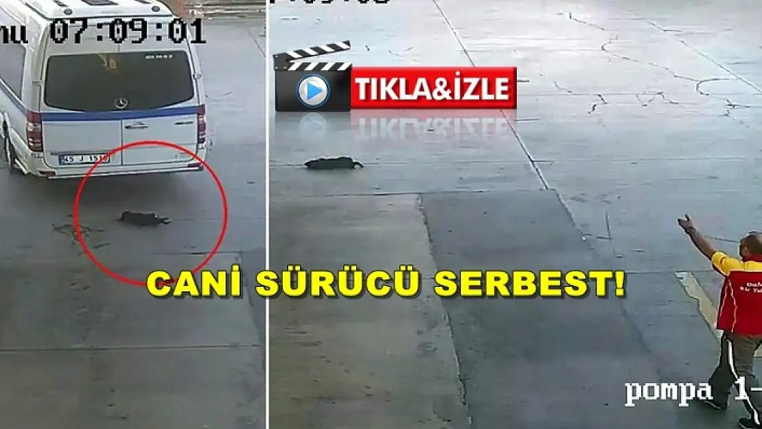 Yavru Köpeği Ezerek Öldüren Sürücü: 'Geçmesini mi Bekleyecektim'