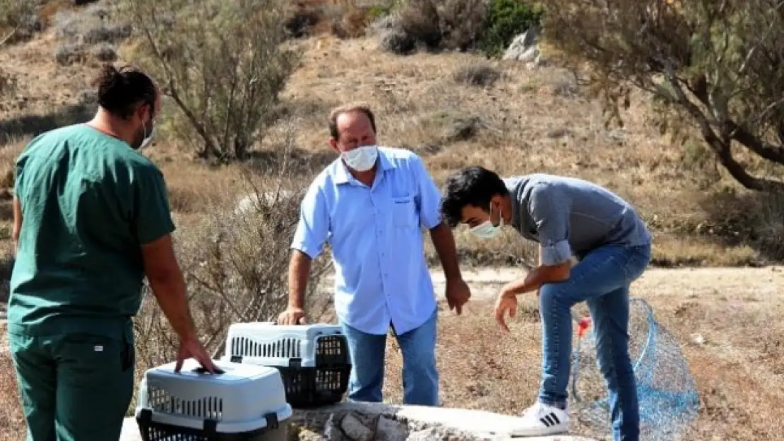 'Adada Mahsur Kedi Var' İhbarı Ekipleri Seferber Etti