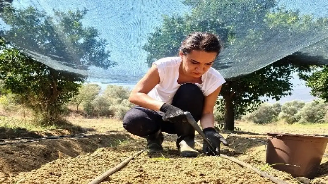 Bankacılığı Bıraktı Milas'ta Kilosu 500 Liradan Salep Üretiyor