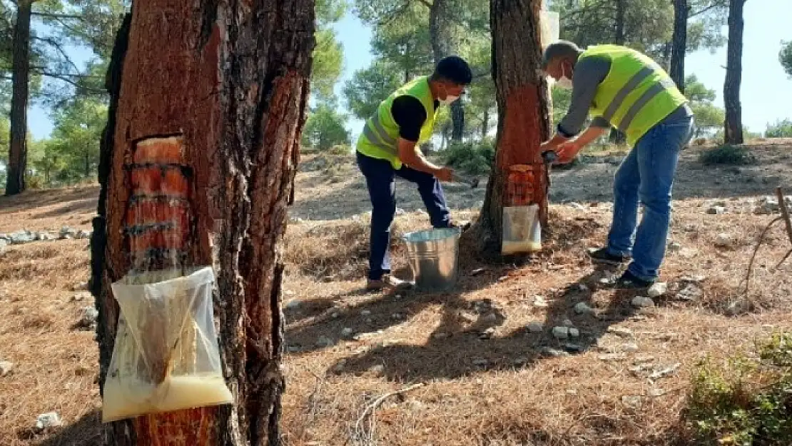 Kilosu 700 TL'ye Satılıyor: Köyden Kente Göçün Önüne Geçti