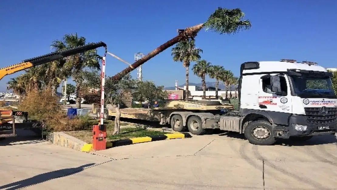 Muğla Büyükşehir'den Ağaç Hassasiyeti
