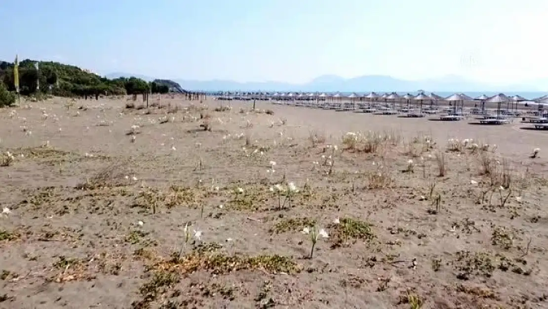 Muğla'da 'Sahillerin Gelini' Kum Zambakları Özenle Korunuyor