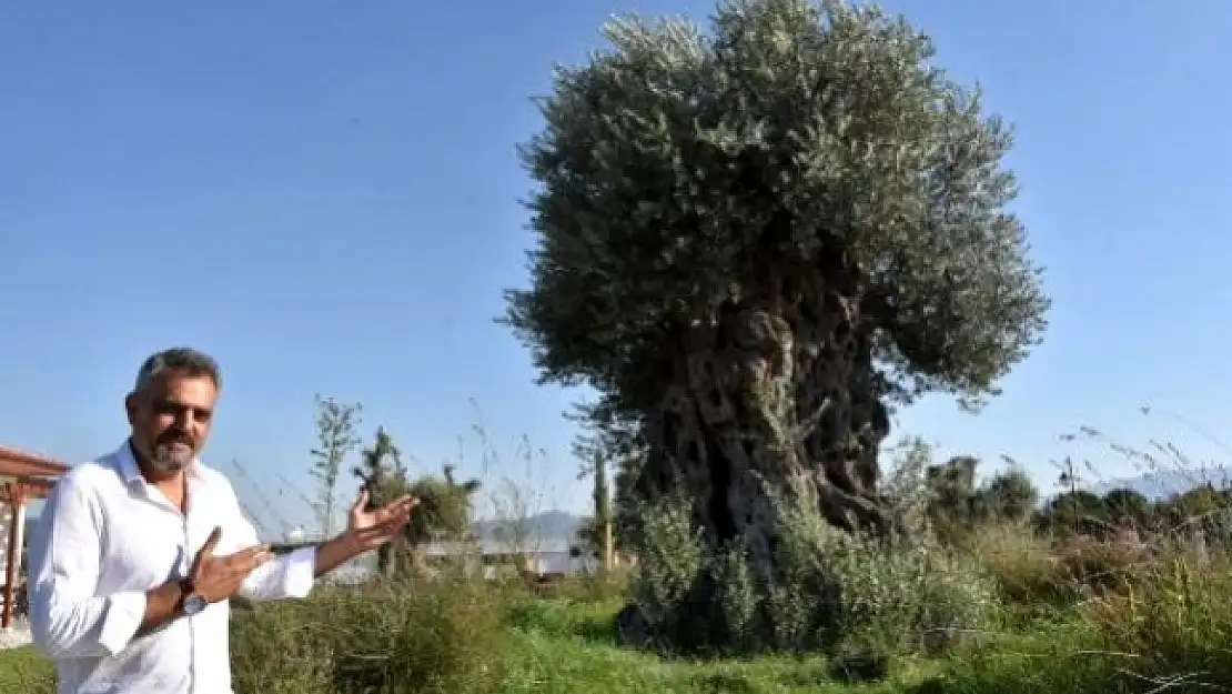Muğla'da 'Zeytin Park' İlgi Çekiyor
