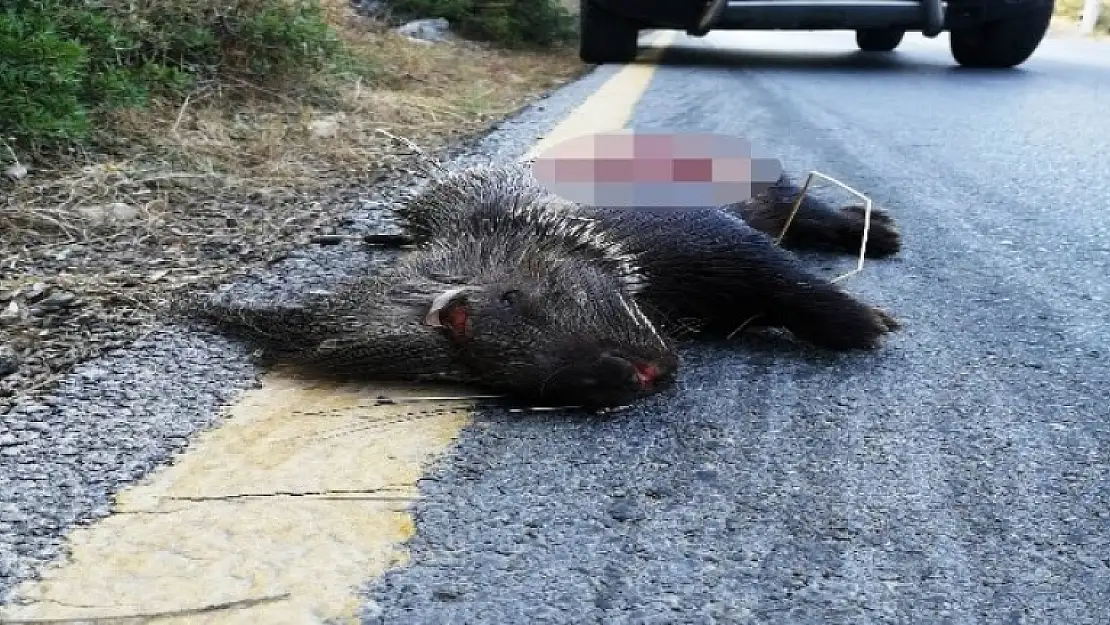 Muğla'da Koruma Altındaki Hayvanı Gözlerini Kırpmadan Vurdular