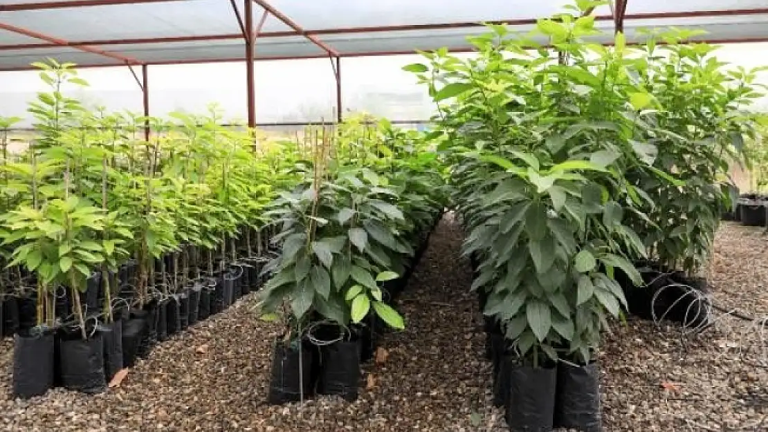 Avokado Fidanı İçin Geceden Gelip Sıraya Giren Var