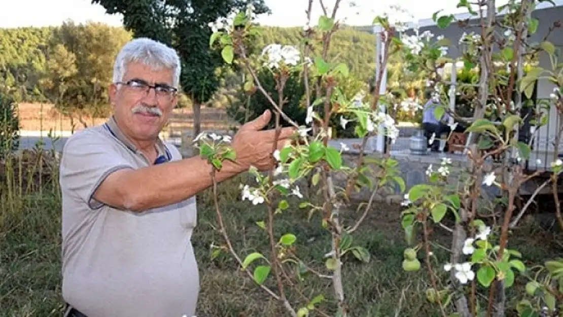 Bodrum'da Armut Ağacı Çiçek Açıp Meyve Verdi
