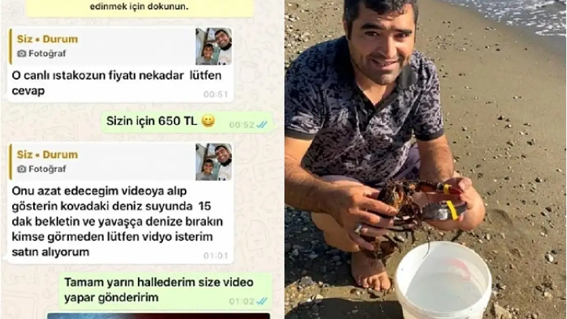Bodrum'da Bir Hayvansever Canlı Istakozu Satın Alıp, Denize Bıraktırdı