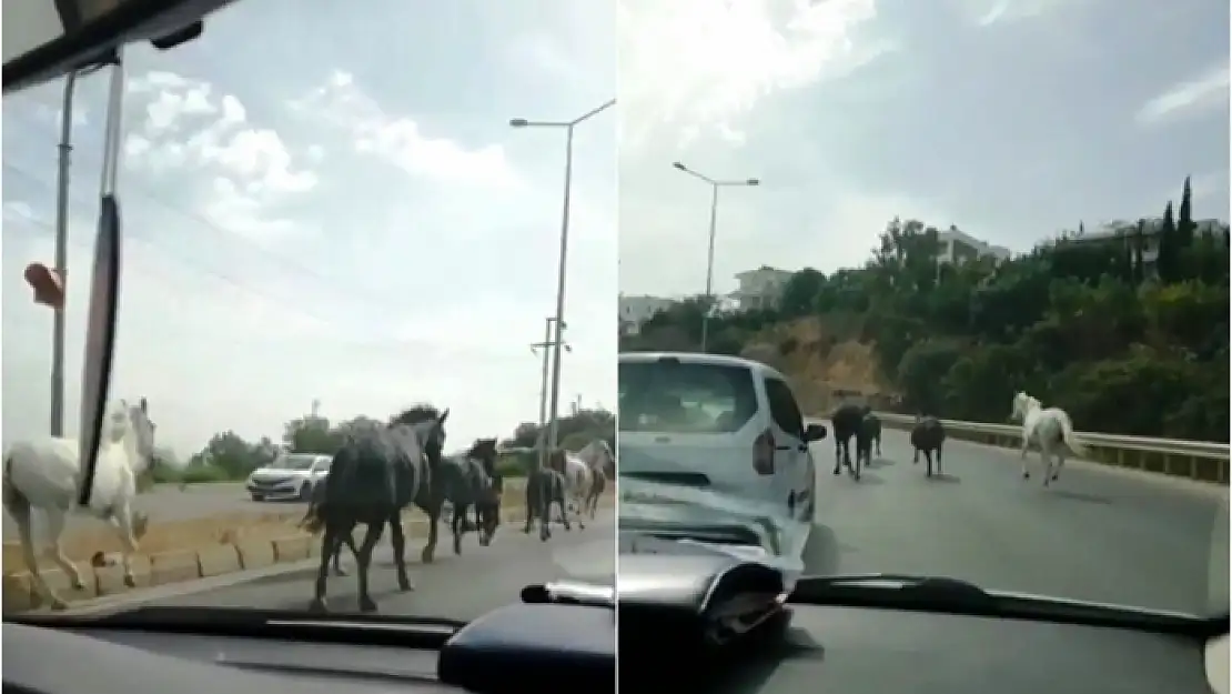 Bodrum'da Kornadan Korkup Ters Yöne Giren Ata Araba Çarptı