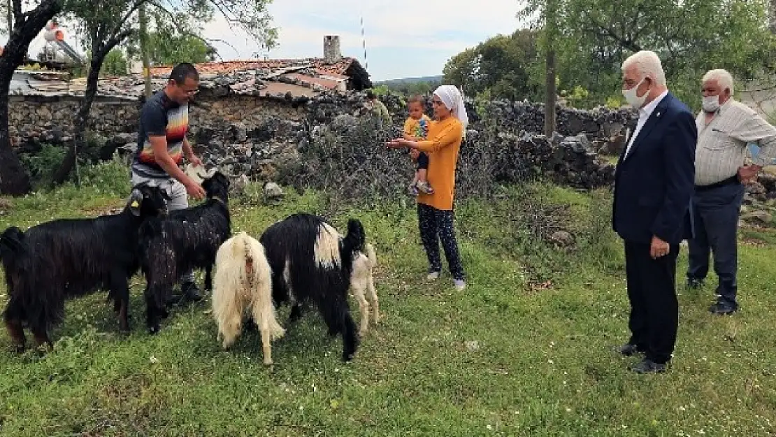 Büyükşehir'den 100 Aileye 300 Kıl Keçisi