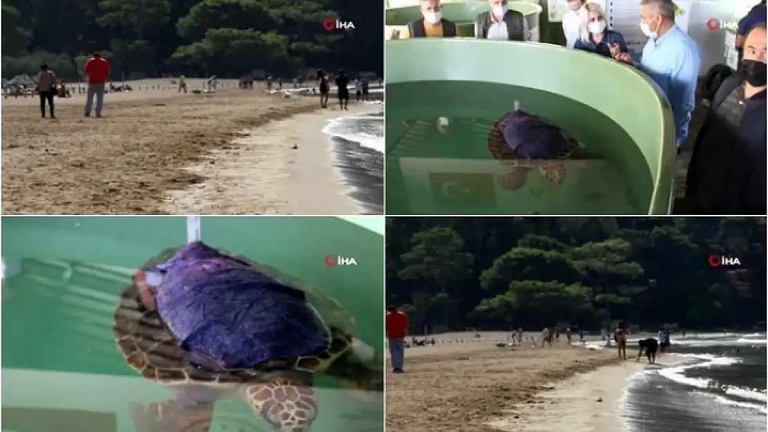 İztuzu Plajı'nda Bu Yıl Caretta Caretta Yuva Sayısı Rekor Kırdı!