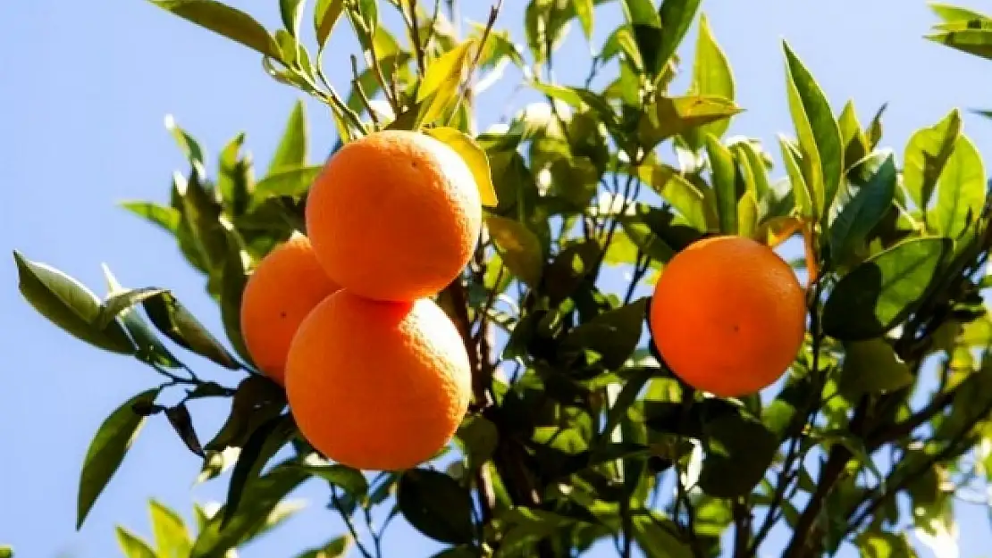 Köyceğiz Belediyesi 120 Ton Narenciyeyi İhale İle Satışa Sundu