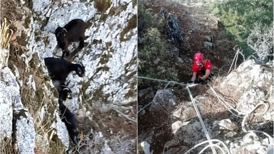 Milas'ta Kayalıklarda Mahsur Kalan 3 Keçi, Halatla Çekilerek Kurtarıldı