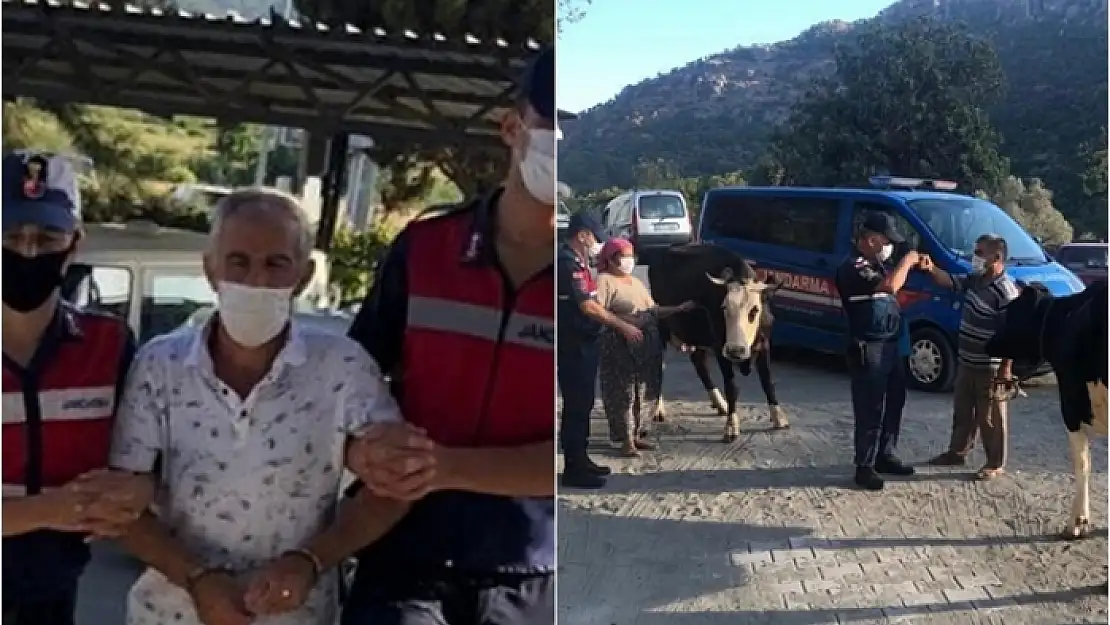 Muğla'da Büyükbaş Hayvan Çalıp Satan Şüpheli Yakalandı