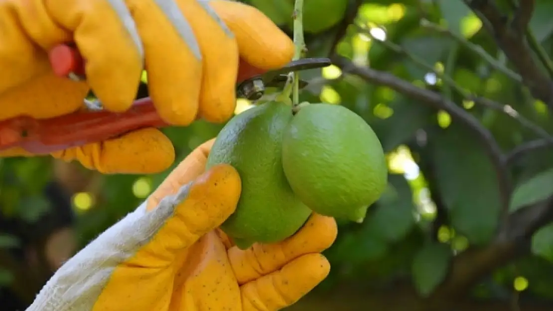 Ortaca'da Nar ve Limon Hasadı Başladı