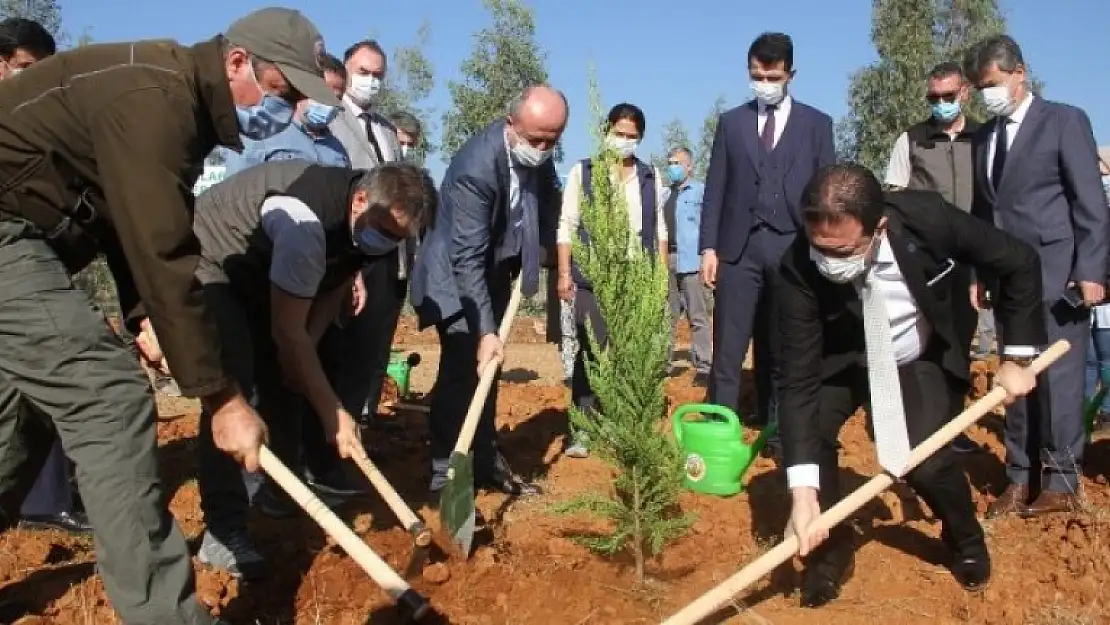 Cumhurbaşkanı Talimat Verdi Fethiye Ağaçlandırılacak