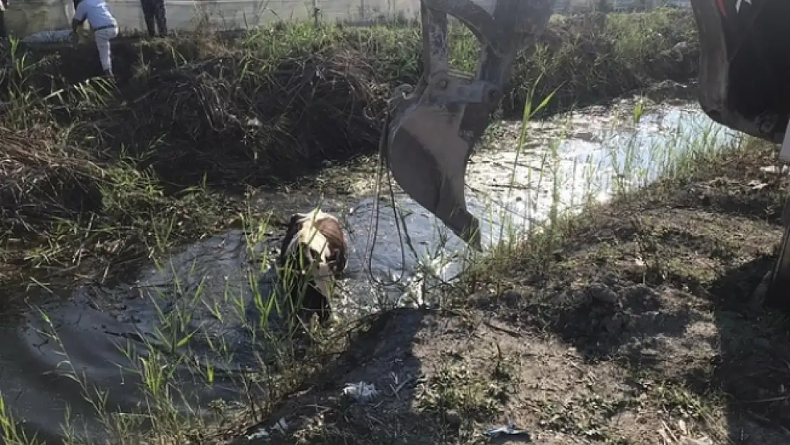 Dalaman'da Dereye Düşen İnek Kurtarıldı