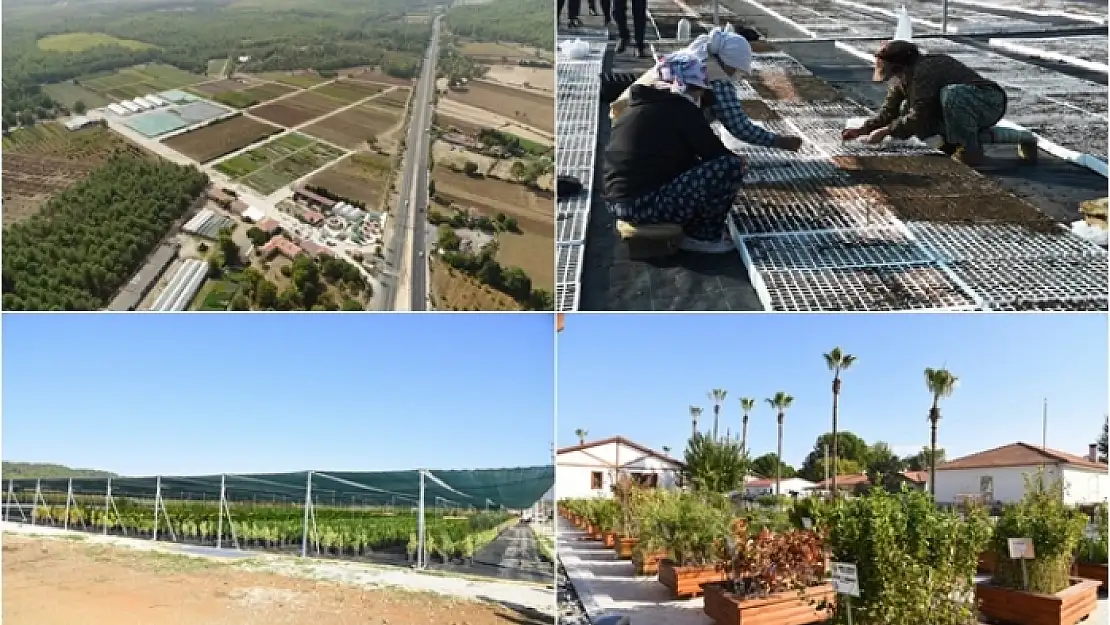 Gökova Orman Fidanlığı Yılda 250 Farklı Türde 6 Milyon Fidan Üretiyor