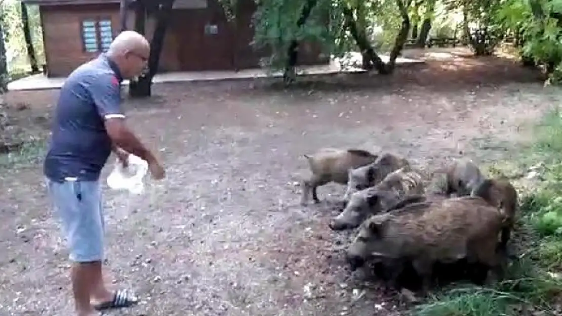 Marmaris'te Sahile İnen Domuz Sürüsünü Vatandaş Elleri İle Besledi