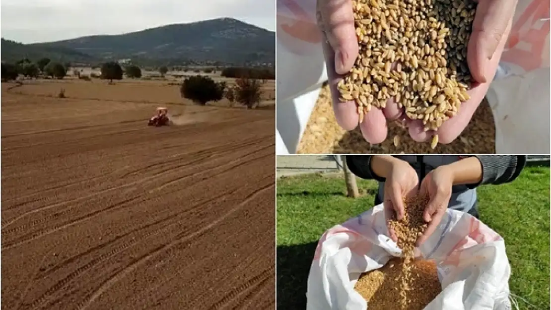 Menteşe'de Karakılçık ve Siyez Buğdayı Toprakla Buluşturuldu