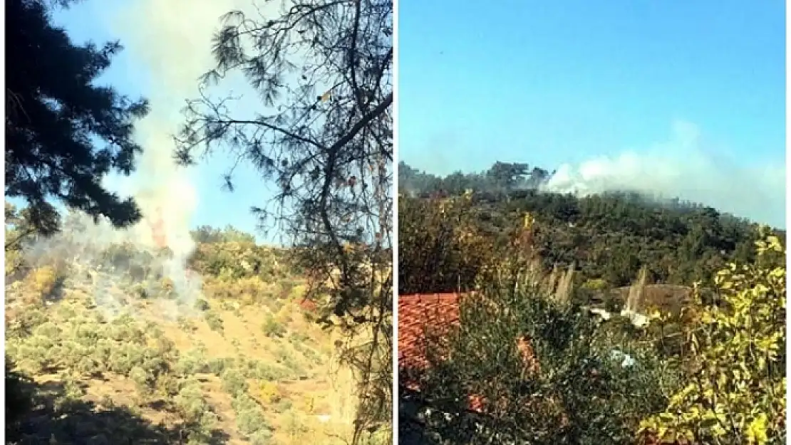 Muğla'da Alevler, 1 Dönüm Zeytinliği Küle Çevirdi