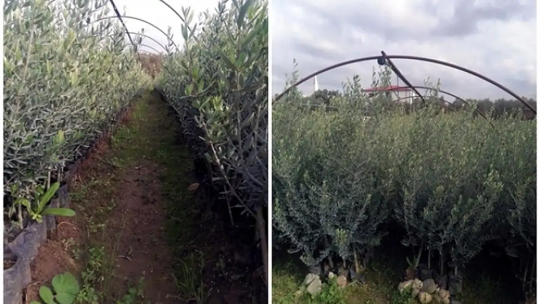 Bodrumlu Üreticilerden Gemlik Zeytini Talebi