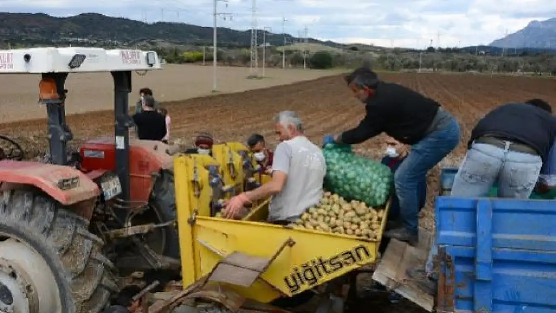 Datça'da Turfanda Patates Ekimi Başladı