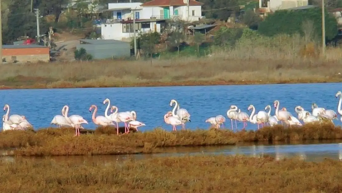 Flamingolar Muğla'ya Bu Yıl Erken Geldi